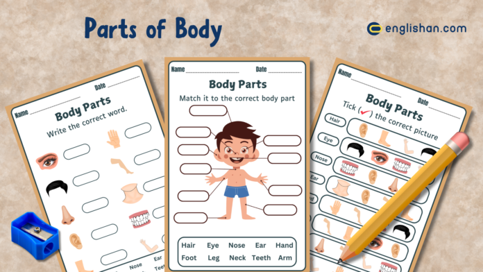 Printable Parts of body worksheets with PDF