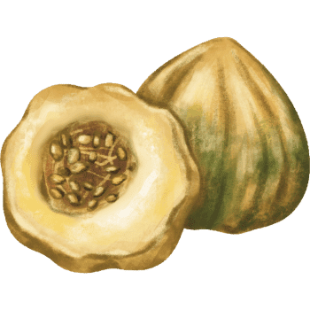 Acorn Squash