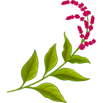 Amaranth Leaves