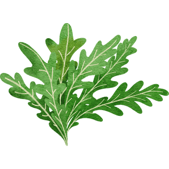 Arugula