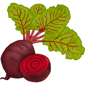 Beetroot