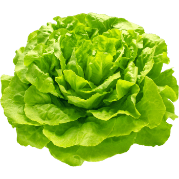 Butterhead Lettuce