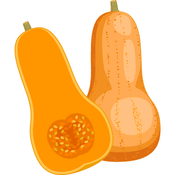 Butternut Squash