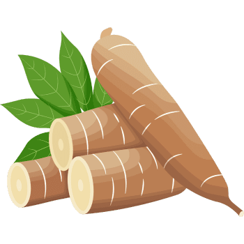 Cassava
