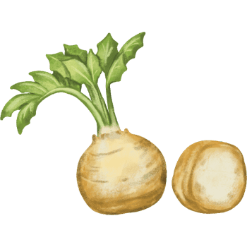 Celeriac