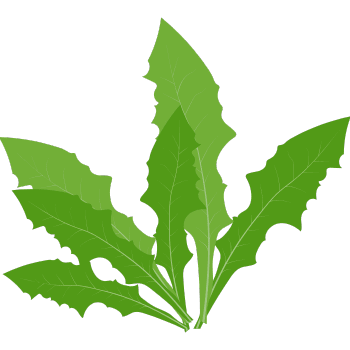 Dandelion Greens-Learn Vegetables Names