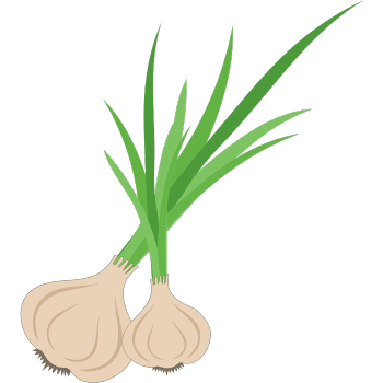 Elephant Garlic