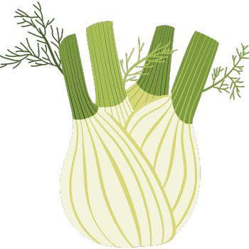 Fennel