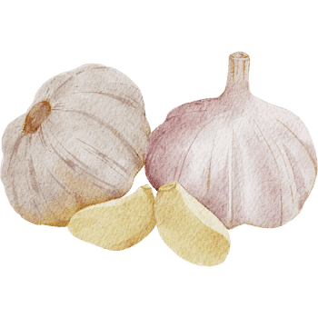Garlic-Learn Vegetables Names