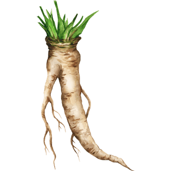 Horseradish