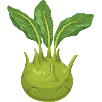 Kohlrabi