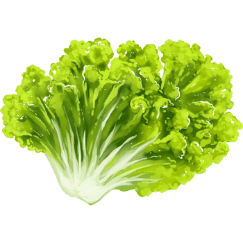 Lettuce