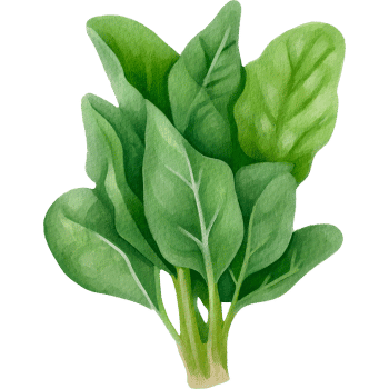 Malabar Spinach-Learn Vegetables Names