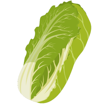 Napa Cabbage