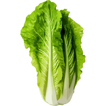 Romaine