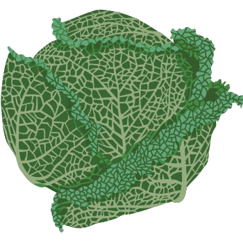 Savoy Cabbage