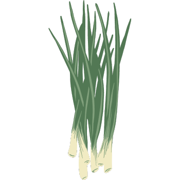 Scallion