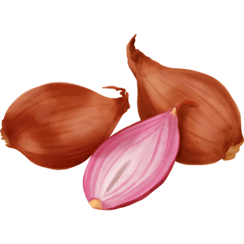 Shallot