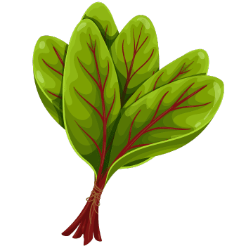Sorrel
