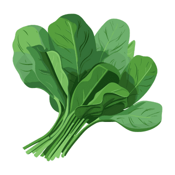 Spinach-Learn Vegetables Names