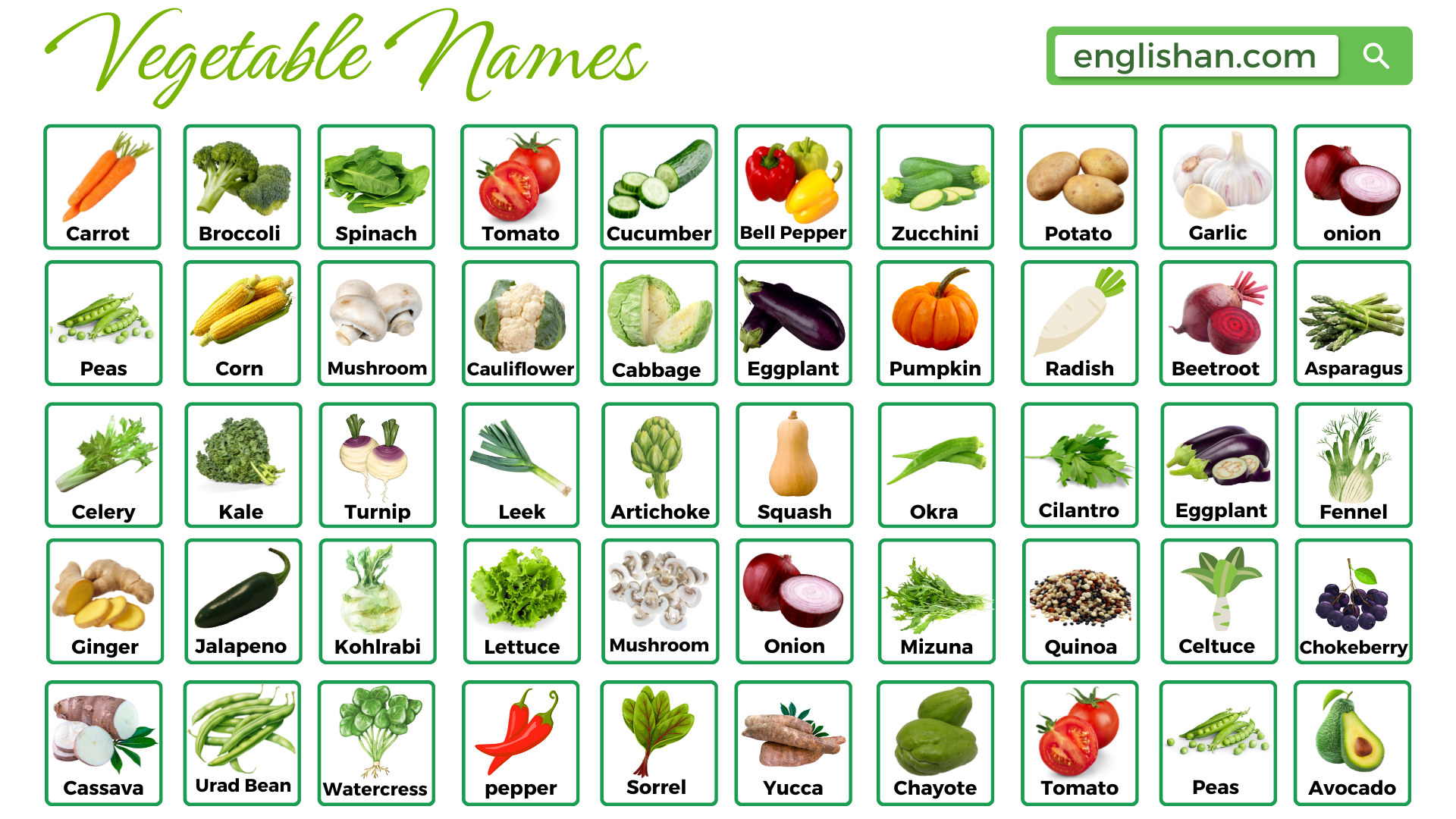 All Vegetables Names in English with Pictures