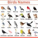 Birds Names in English with Pictures