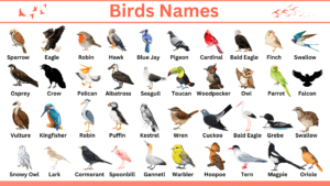 Birds Names in English with Pictures