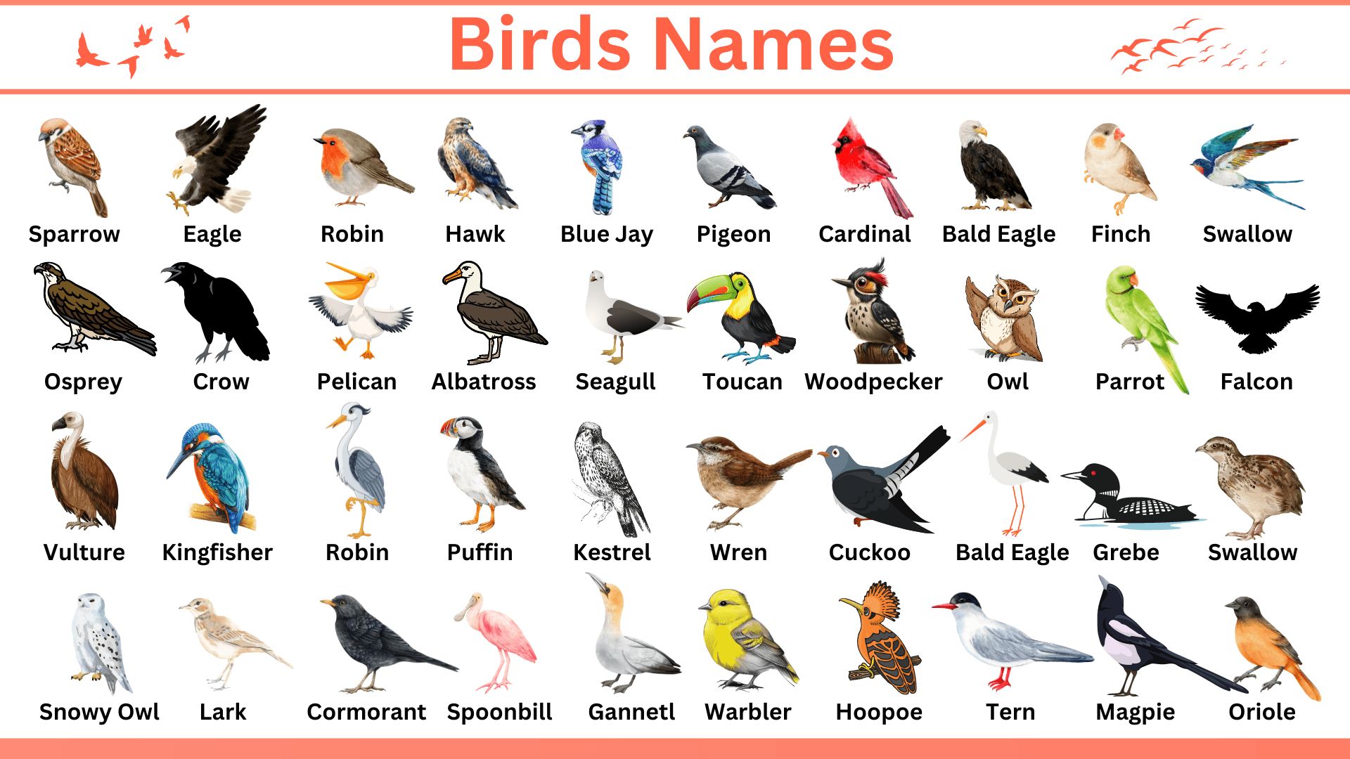 All birds Names in English