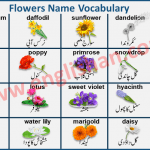 Flowers Name in Urdu and English