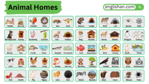 100 Animals and Their Homes in English