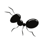 Ant