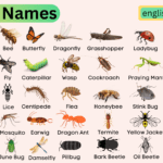 All Insects Names in English