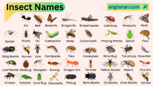 All Insects Names in English