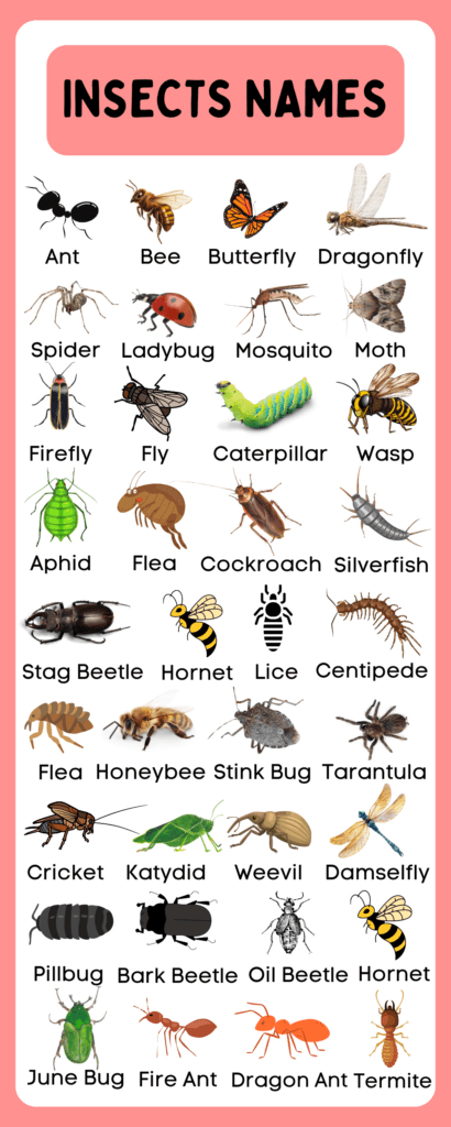 Common insects names in English with pictures showing ant, bee, butterfly, beetle, cockroach, ladybug, mosquito, and housefly.
