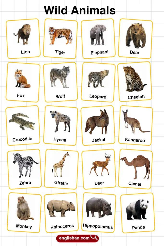 Terrestrial Animals Name