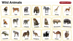 Wild Animals Names in English with Their Pictures