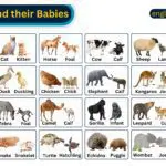 Animals and Their Babies – Complete List of Young Ones