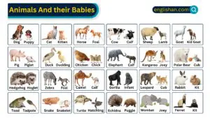 Animals and Their Babies – Complete List of Young Ones