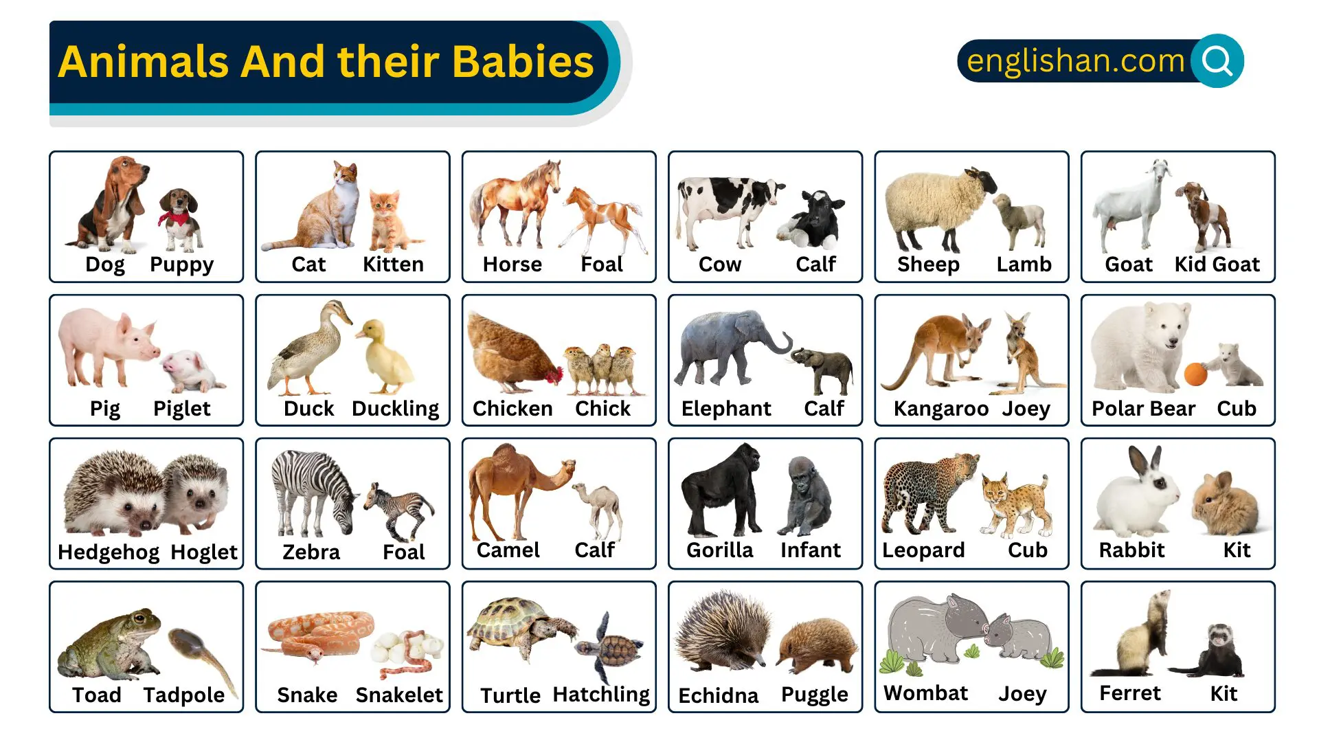 Animal And their Babies Names