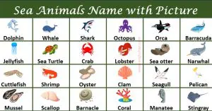 100 Sea Animals Name in English with Pictures and List