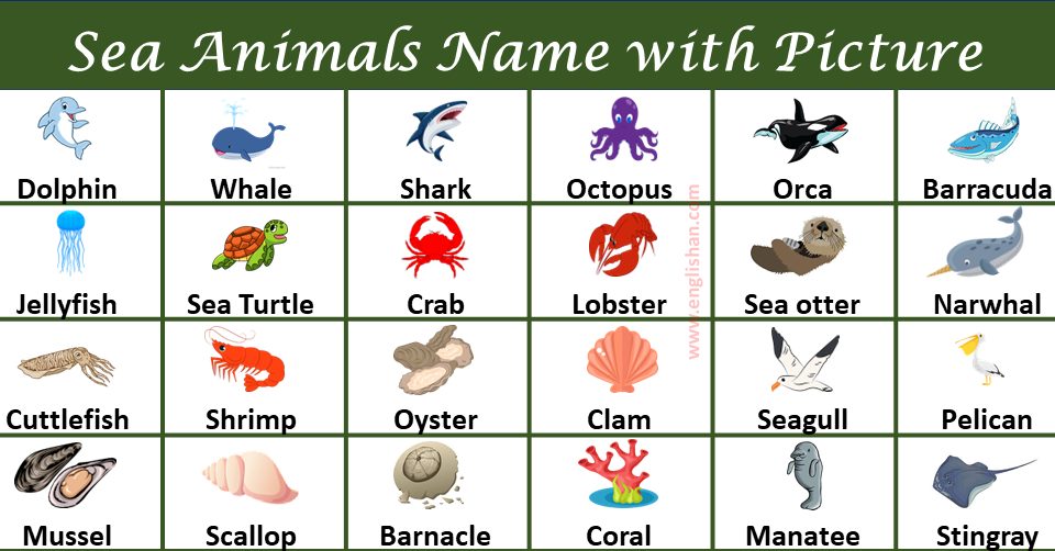 List of Sea Animals, water animals, ocean animals with names and Pictures