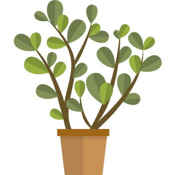 Jade Plant