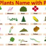 100+ Plants Name with Picture