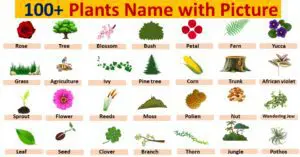 100+ Plants Name with Picture