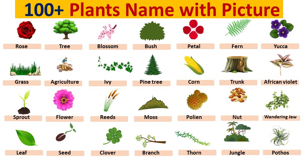 100+ Plants Name with Picture