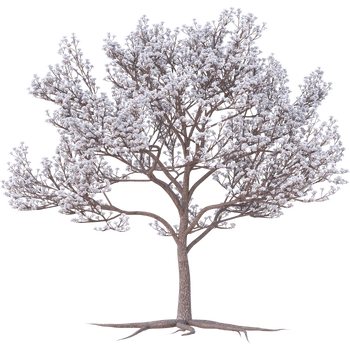 Almond-Learn Plants Names 