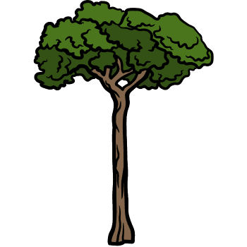 Brazil Nut-Learn Plants Names