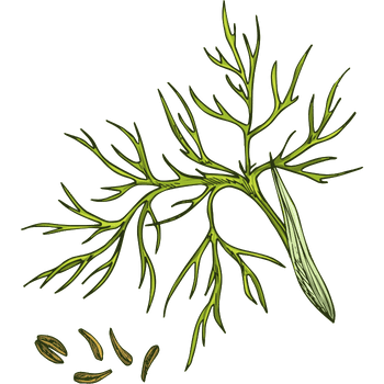 Caraway Plant