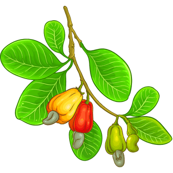 Cashew