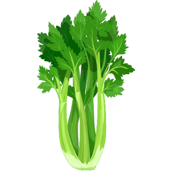 Celery Plant